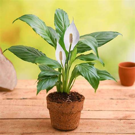 Buy Peace Lily Plants online from Nurserylive at lowest price.