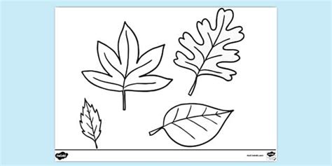 Different Types of Leaves Colouring Page | Colouring Pages