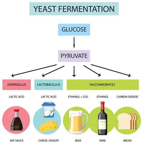 Premium Vector | Yeast Fermentation and Product Infographic Exploring the Process