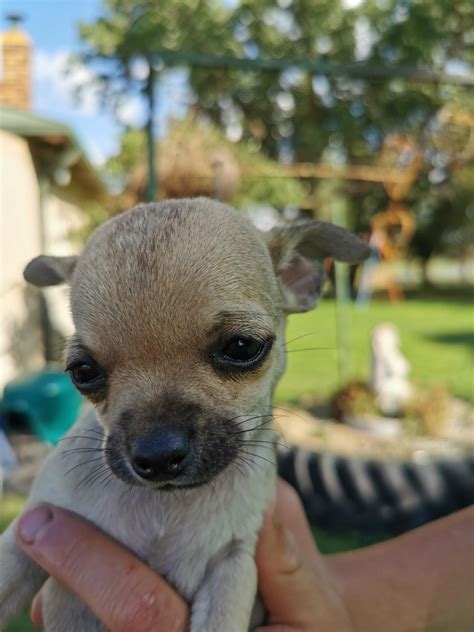 Russian Toy Terrier vs Chihuahua - Breed Comparison