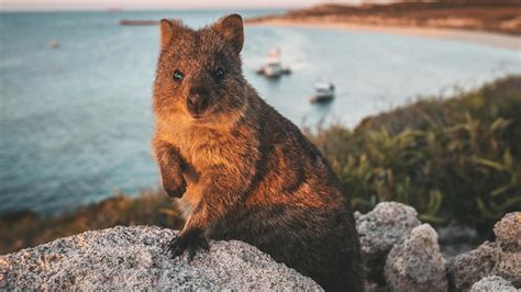 Top 8 Rottnest Island Must-Dos - Rottnest Express