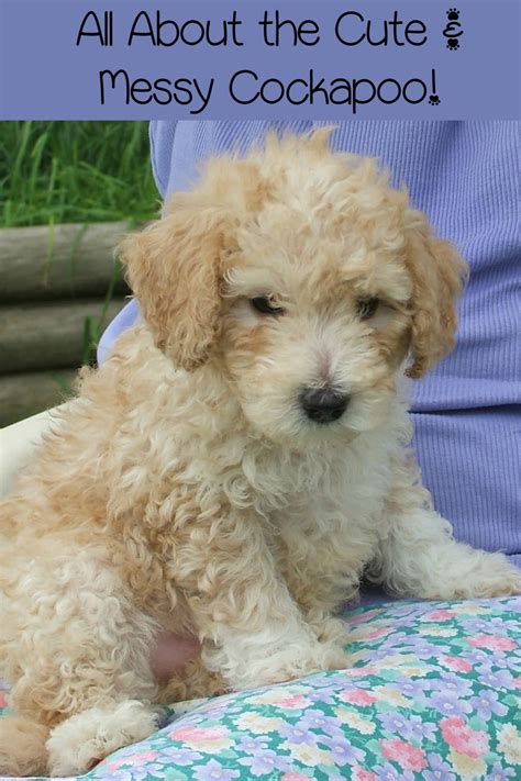 Image result for Cockapoo Hypoallergenic Dogs