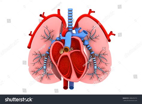 Healthy Lungs Heart