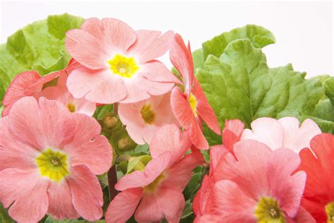Free Images : flower, petal, spring, pink, flowers, geranium, shrub ...