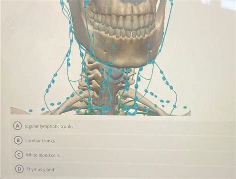 Image result for Lymphatic Trunks Function Diagram