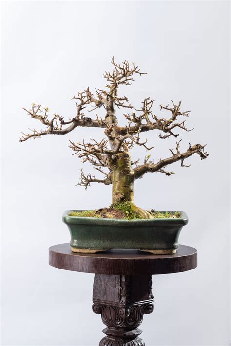 Guggul - Formal Style – SURUP BONSAI