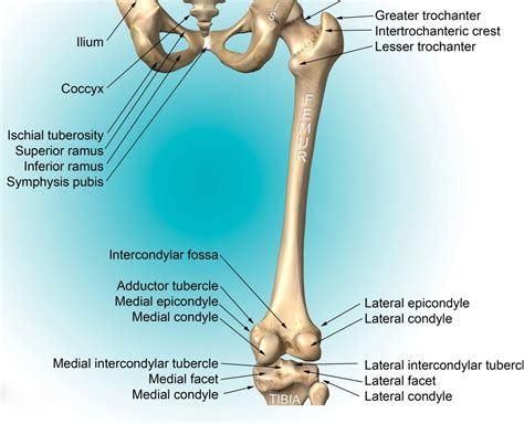 Lateral Epicondyle Of Femur