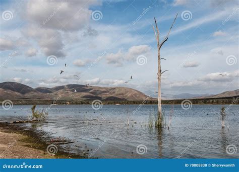 Otay Lakes County Park with Dead Tree and Mountains Stock Photo - Image ...
