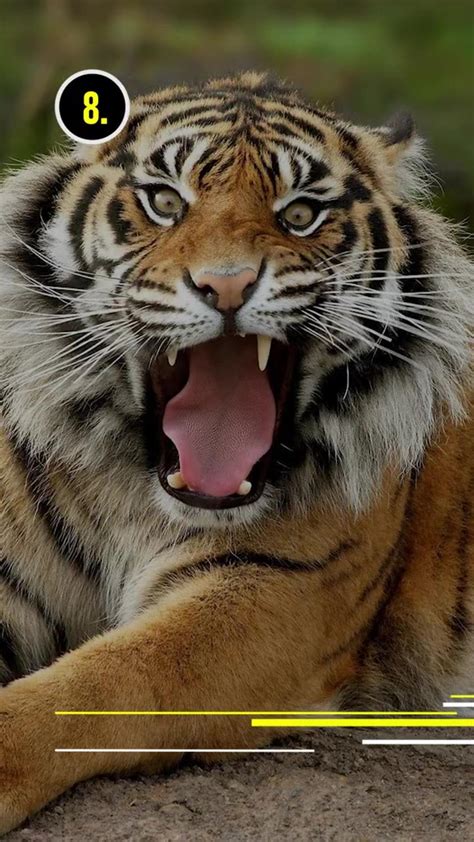 Top 10 Most Powerful Animal Bites - One News Page VIDEO