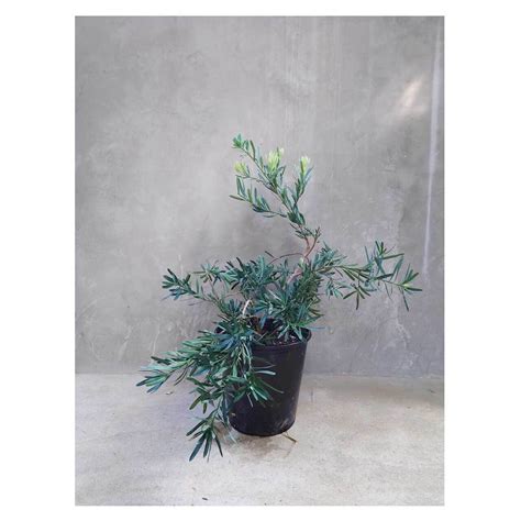 Podocarpus elongatus "Icee Blue" | Seeding