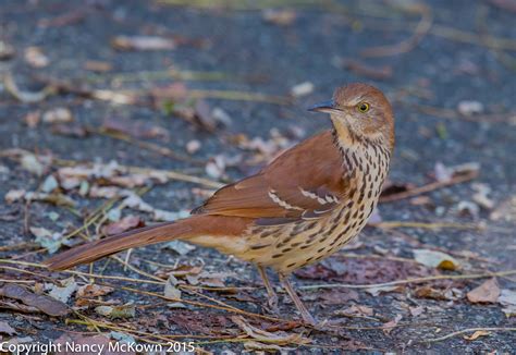 Photographing A Brown Thrasher and Utilizing the DOF Button | Welcome ...