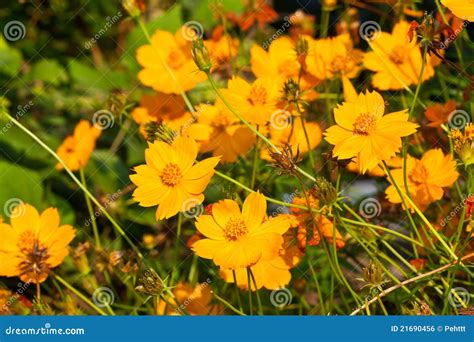 Yellow Cosmos flower stock photo. Image of flora, garden - 21690456