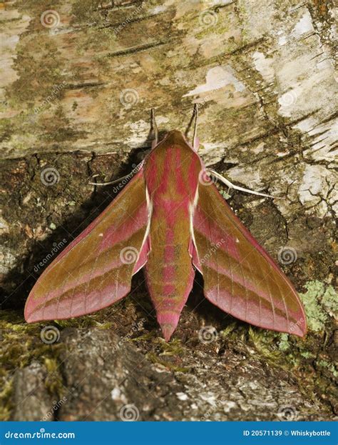 Elephant Hawk Moth stock image. Image of deilephila, nature - 20571139