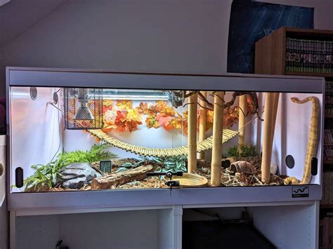 Image result for Pide Ball Python Enclosure