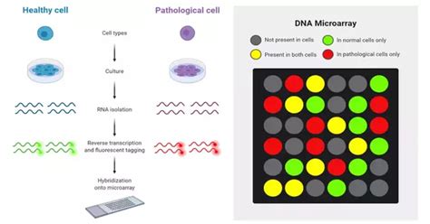 Microarray Test 的图像结果