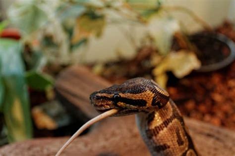 Image result for Ball Python Feeding Schedule