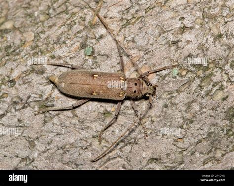 Lesser ivory marked beetle hi-res stock photography and images - Alamy