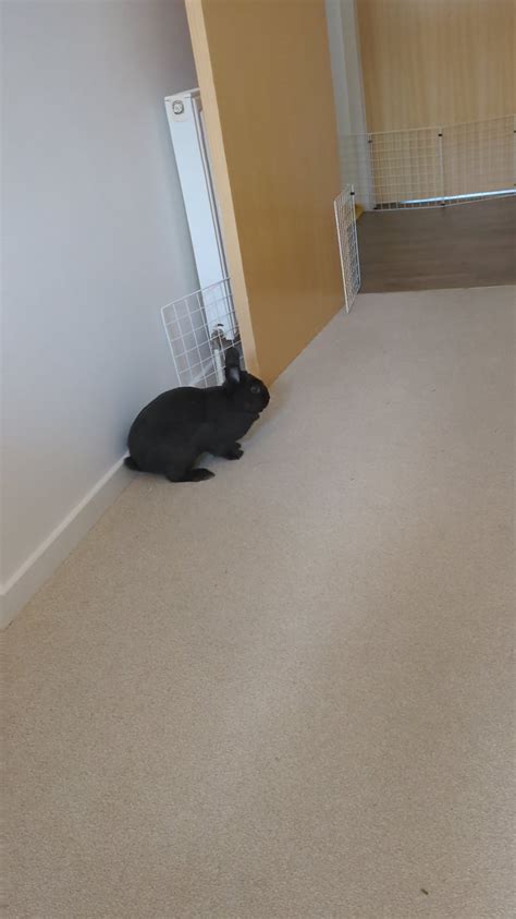 Image result for Rabbits Springtime