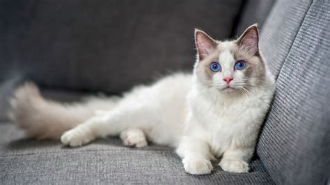 Maine Coon vs Ragdoll: Check the Differences Here!