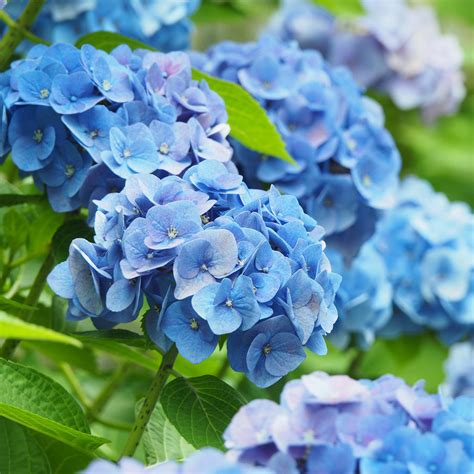 Nikko Blue Hydrangea