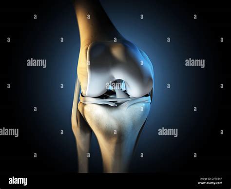 3D illustration showing knee joint with ligaments, meniscus, articular cartilage, fibula and ...