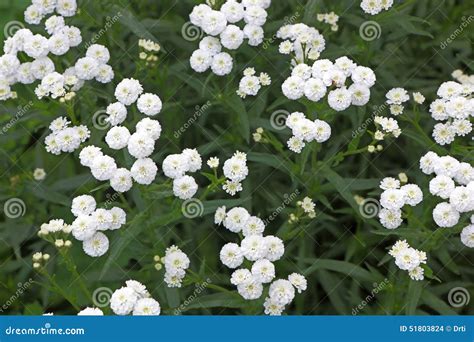 Small white garden flowers stock photo. Image of herb - 51803824