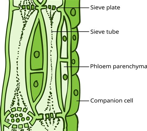 Ppt Vascular Tissue Xylem And Phloem Powerpoint