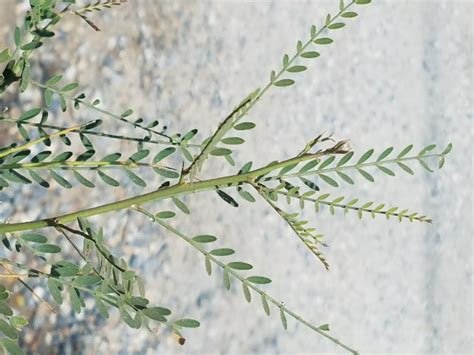 Cercidium x 'Desert Museum' (Palo Verde Hybrid)
