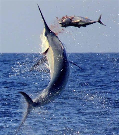 🔥 Marlin breaches out of the water after impaling Tuna : r/NatureIsFuckingLit
