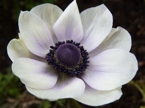 Download Exquisite White Anemone Flower in Full Bloom Wallpaper ...