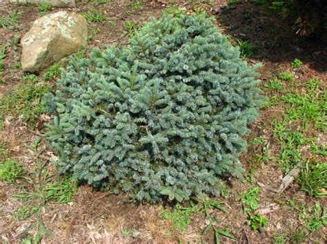 Picea alcoquiana 'Prostrata' - prostrate Alcock spruce | The Dawes ...