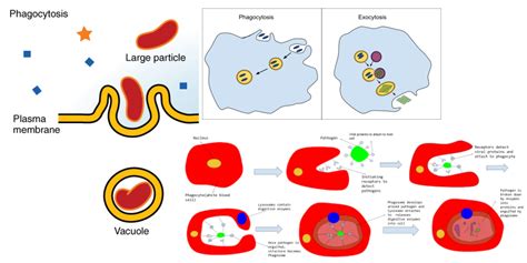 Phagocytosis Definition Archives - Biology Notes Online