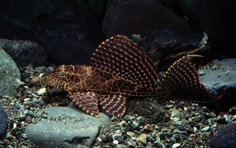 Image result for Plecko Add Note