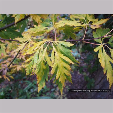 Acer circinatum 'Monroe', Cutleaf Vine Maple – Dancing Oaks Nursery and ...
