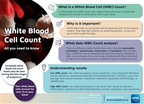 White Blood Cell Count - all you need to know - Una Health