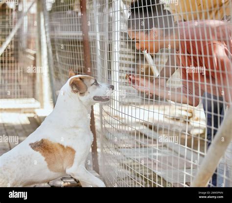 Adoption, animal care and black woman with dog looking through fence ...
