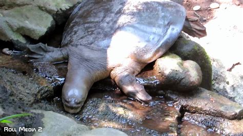 Rezultat imagine pentru Turtle without Shell