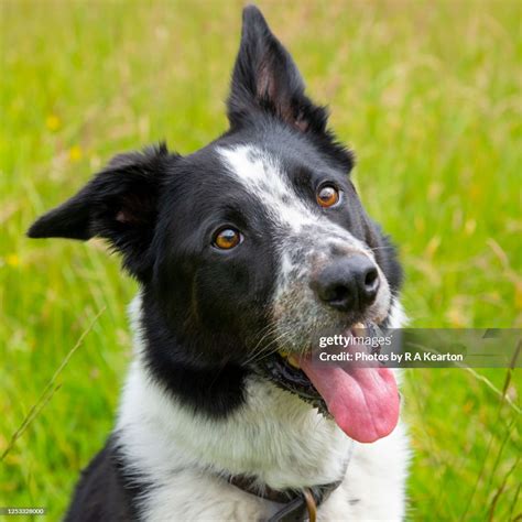 What Are Border Collie Ears