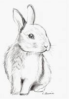 Image result for Cute Bunny Penicil Drawing