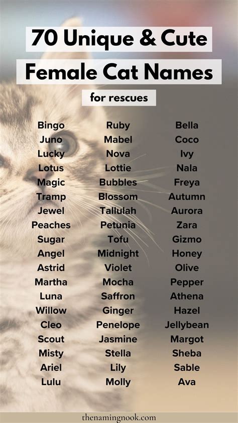 Good calico cat names 73 cute best ideas – Artofit