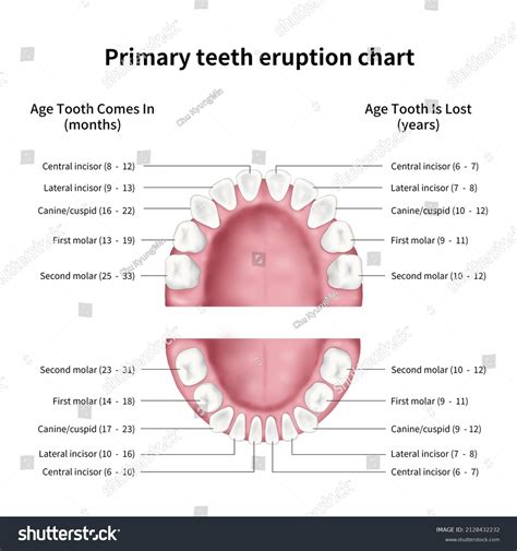 Primary Teeth Eruption Chart Medical Illustration Stock Illustration ...