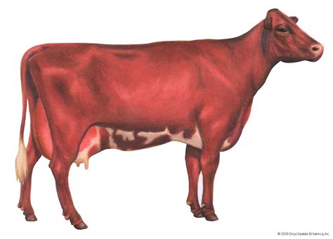 Shorthorn | Dual-Purpose, Beef & Dairy | Britannica