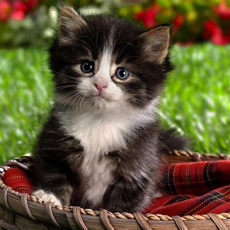 Lovely cat stock image. Image of close, cute, thai, rolled - 57614243