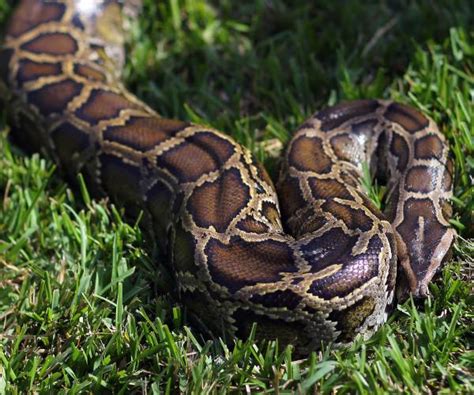 Florida Deploys Robot Rabbits to Remove Pythons From the Everglades ...