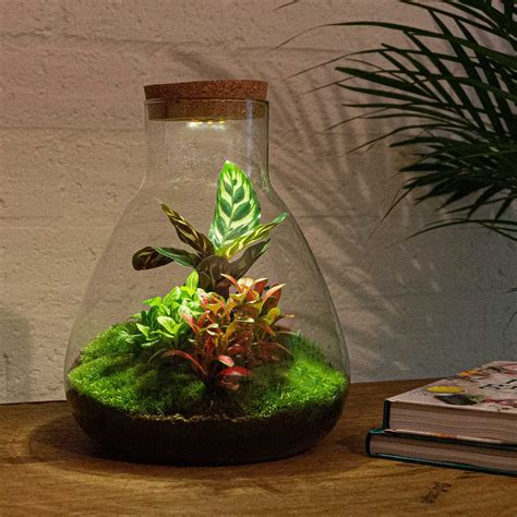 11 Excellent Plants For Closed Terrariums Indoors - My Besuited Home