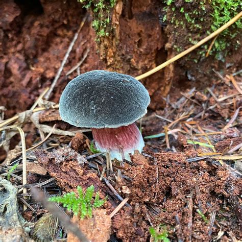 Xerocomellus atropurpureus | ShroomID
