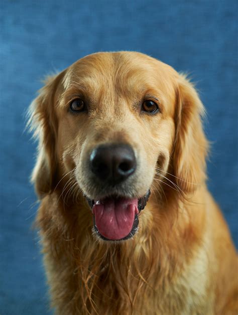 Golden Retriever Lifespan: How Long Do Golden Retrievers Live?
