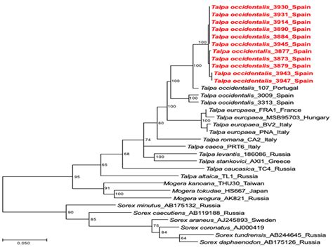 Multiple Lineages of Hantaviruses Harbored by the Iberian Mole (Talpa ...