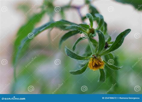 Wild Plant with Yellow Flowers - Devil`s Beggarticks; Bidens Frondosa Stock Photo - Image of ...
