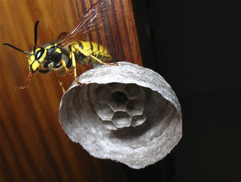Yellow Jacket Nest